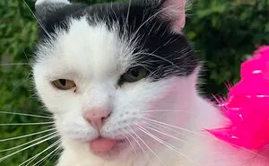 Hey Pandas, Show Me Your Best Pet Bleps