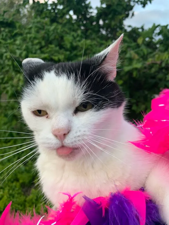 Blep Blep