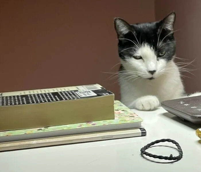 My Youngest Female Cat, Fascinated By "Girl" Stuff, About To Appropriate My Hair Tie.  She's Got About 65