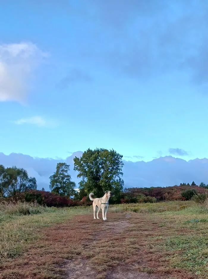 The Noble Beast - My Dog Kiju - April 2023 (It Was Like She Was Posing For Me!)