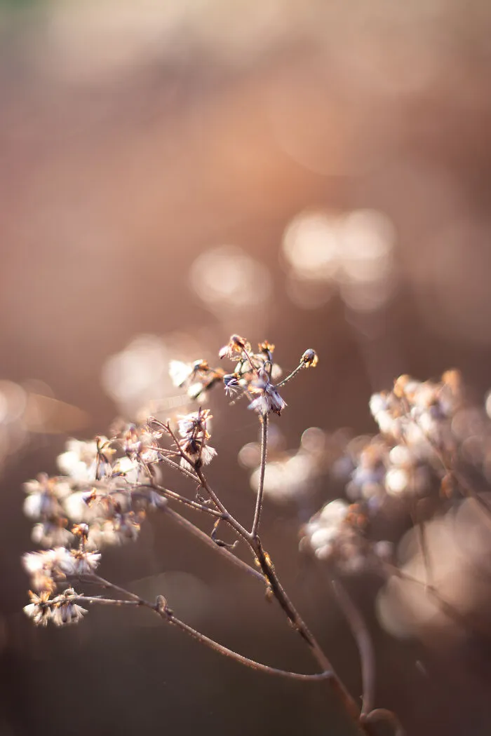 One Of My First Photos I Took With My New 50mm F/1.8 Lens