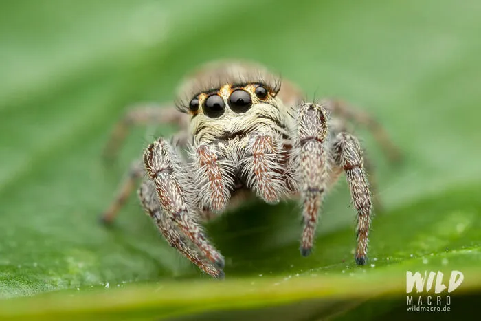 Christian Brokes's Stunning Macro Photography With Godox V1