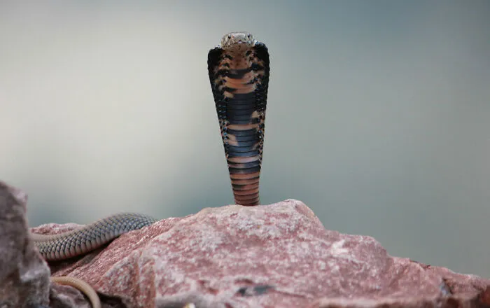35 Awesome Snake Facts To Shed Some Light On These Cool Reptiles