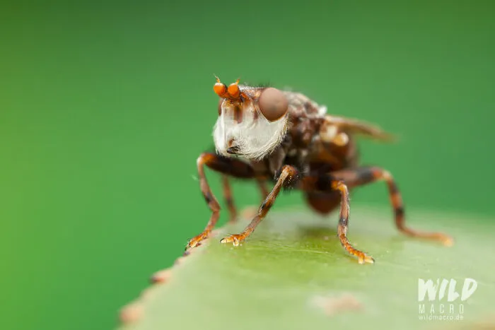 Christian Brokes's Stunning Macro Photography With Godox V1