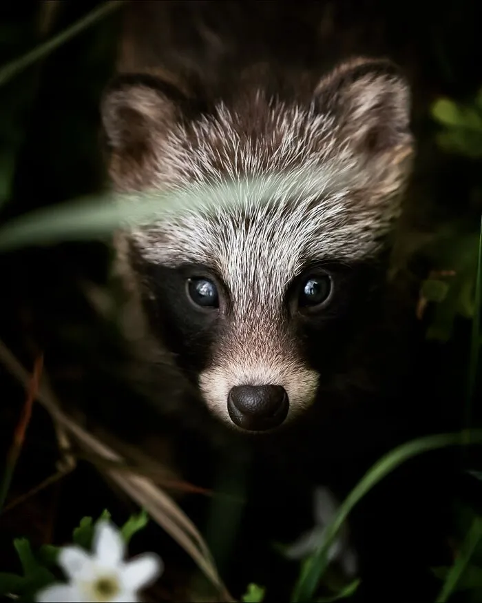 Finnish Photographer Takes Pictures Of Animals In Their Raw Moments (45 Pics)