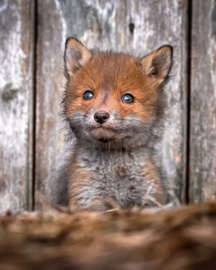Finnish Photographer Takes Pictures Of Animals In Their Raw Moments (45 Pics)