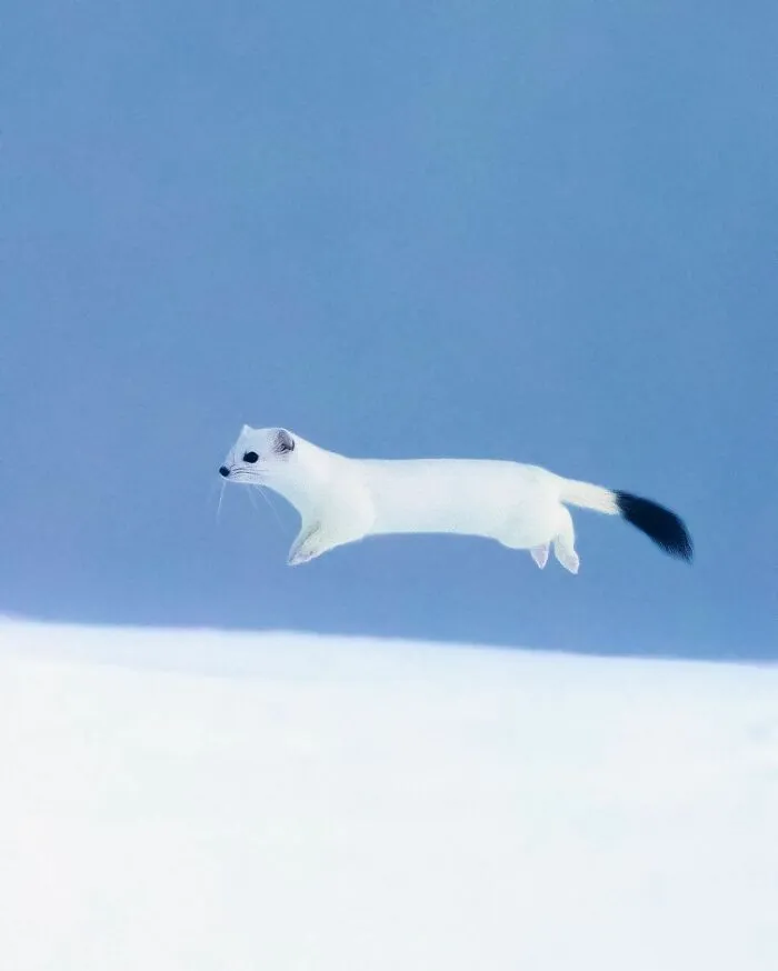 Finnish Photographer Takes Pictures Of Animals In Their Raw Moments (45 Pics)