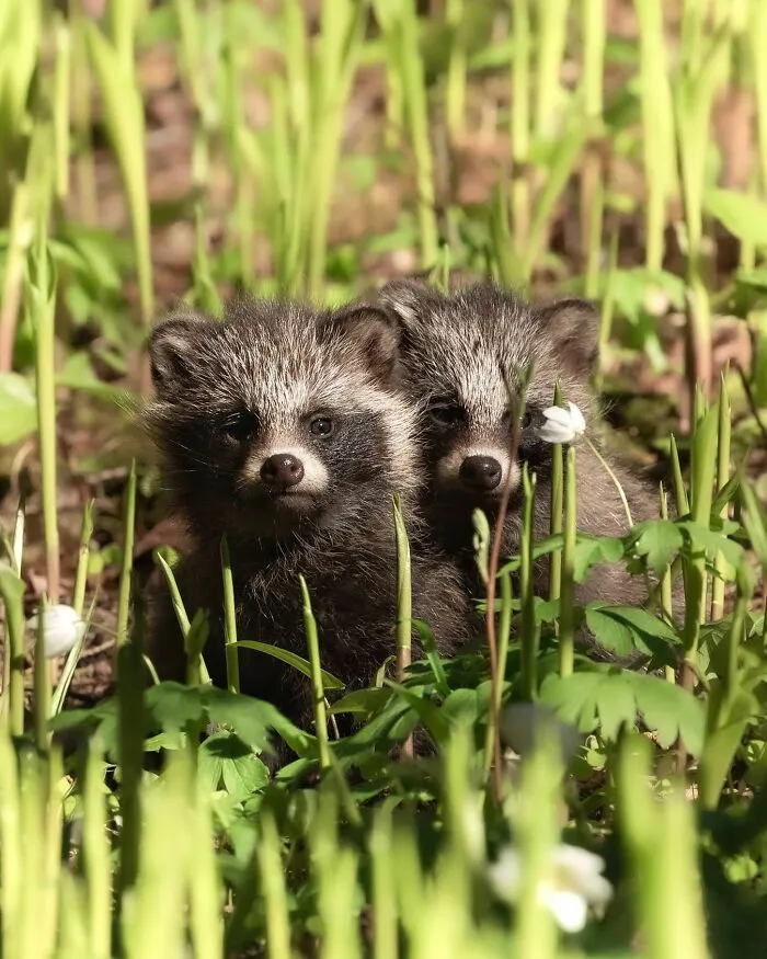 Finnish Photographer Takes Pictures Of Animals In Their Raw Moments (45 Pics)