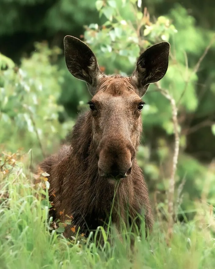 Finnish Photographer Takes Pictures Of Animals In Their Raw Moments (45 Pics)