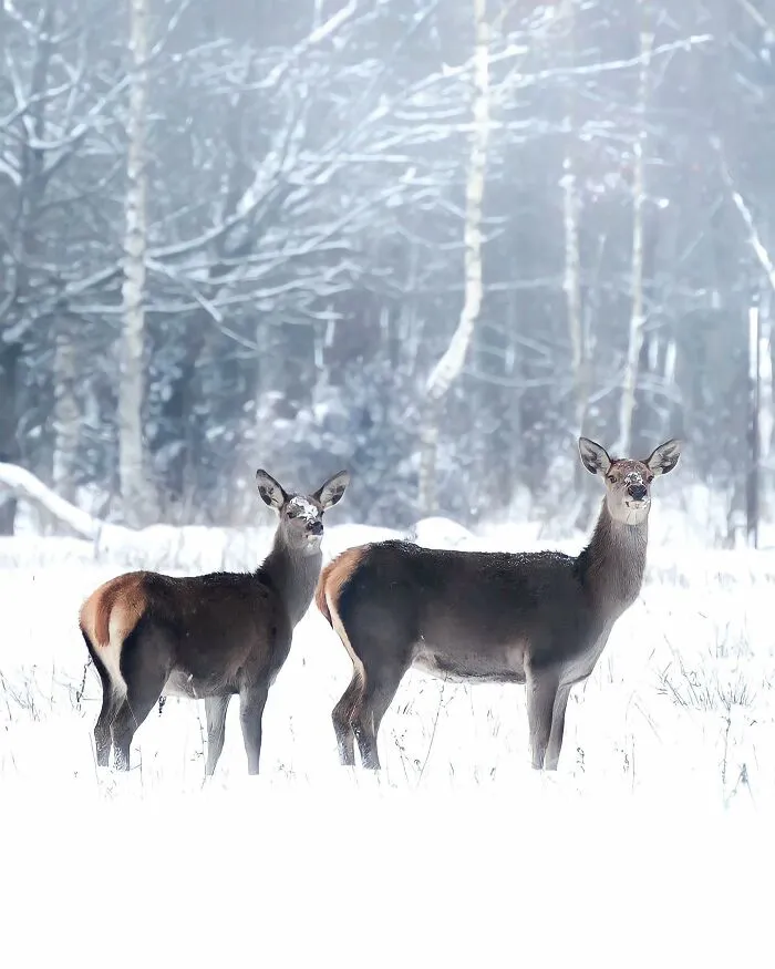 Finnish Photographer Takes Pictures Of Animals In Their Raw Moments (45 Pics)