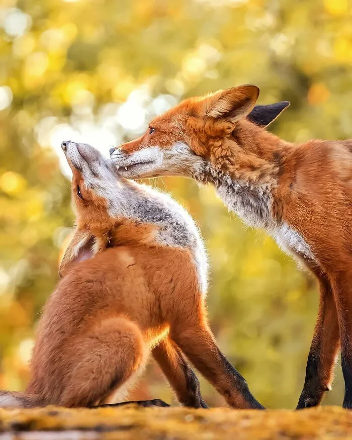 Finnish Photographer Takes Pictures Of Animals In Their Raw Moments (45 Pics)