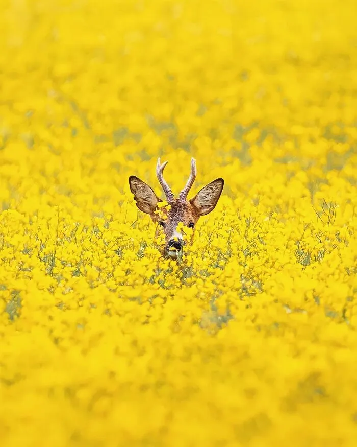 Finnish Photographer Takes Pictures Of Animals In Their Raw Moments (45 Pics)