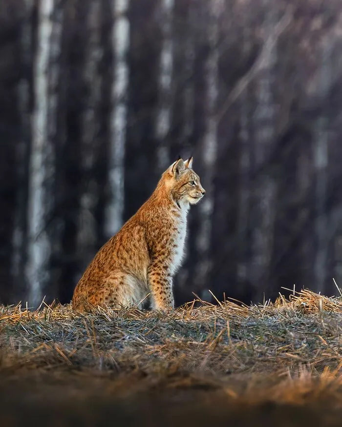 Finnish Photographer Takes Pictures Of Animals In Their Raw Moments (45 Pics)