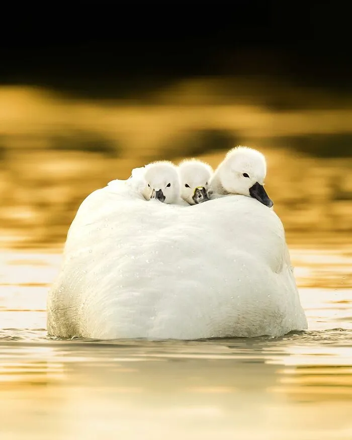 Finnish Photographer Takes Pictures Of Animals In Their Raw Moments (45 Pics)