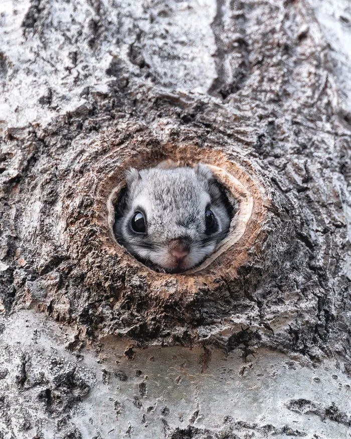 Finnish Photographer Takes Pictures Of Animals In Their Raw Moments (45 Pics)