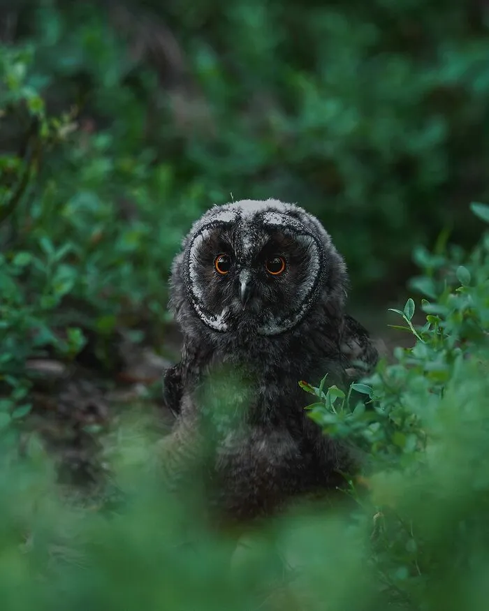 Finnish Photographer Takes Pictures Of Animals In Their Raw Moments (45 Pics)