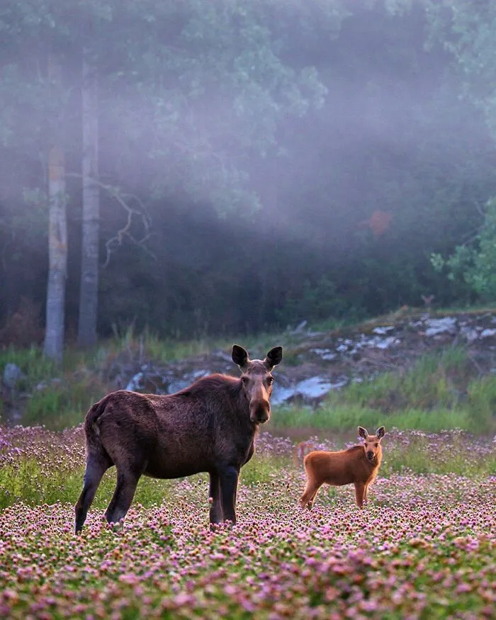 Finnish Photographer Takes Pictures Of Animals In Their Raw Moments (45 Pics)