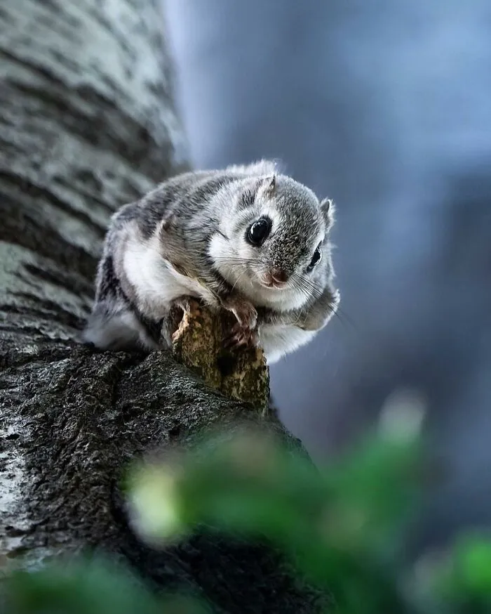 Finnish Photographer Takes Pictures Of Animals In Their Raw Moments (45 Pics)