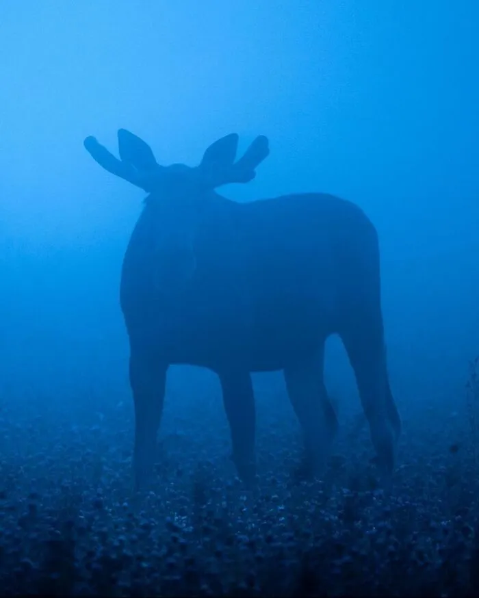 Finnish Photographer Takes Pictures Of Animals In Their Raw Moments (45 Pics)