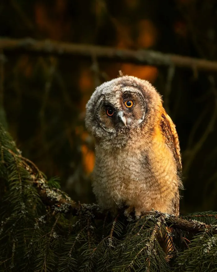 Finnish Photographer Takes Pictures Of Animals In Their Raw Moments (45 Pics)