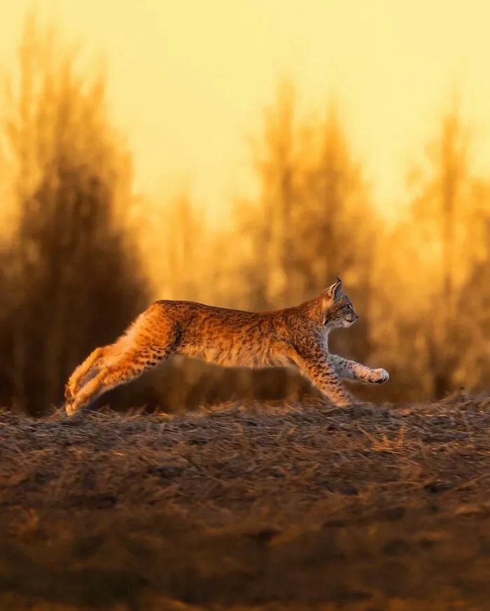 Finnish Photographer Takes Pictures Of Animals In Their Raw Moments (45 Pics)