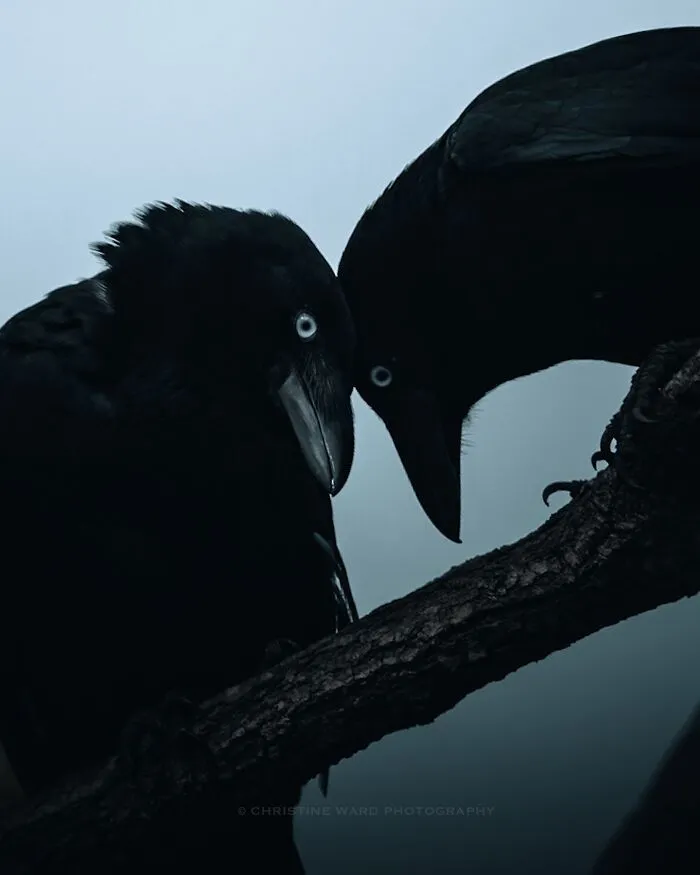 40 Mysterious And Intriguing Animal Photographs By Christine Ward