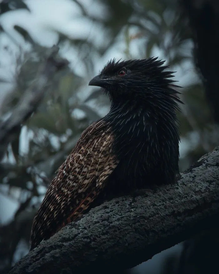 40 Mysterious And Intriguing Animal Photographs By Christine Ward