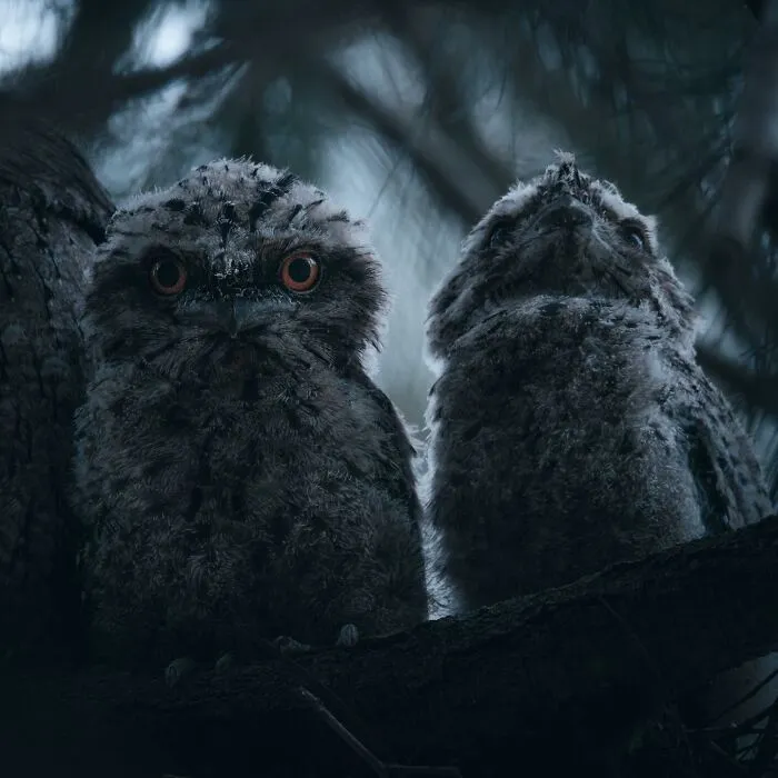 40 Mysterious And Intriguing Animal Photographs By Christine Ward