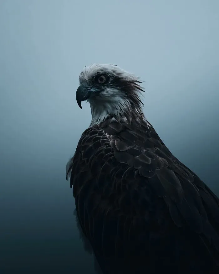 40 Mysterious And Intriguing Animal Photographs By Christine Ward