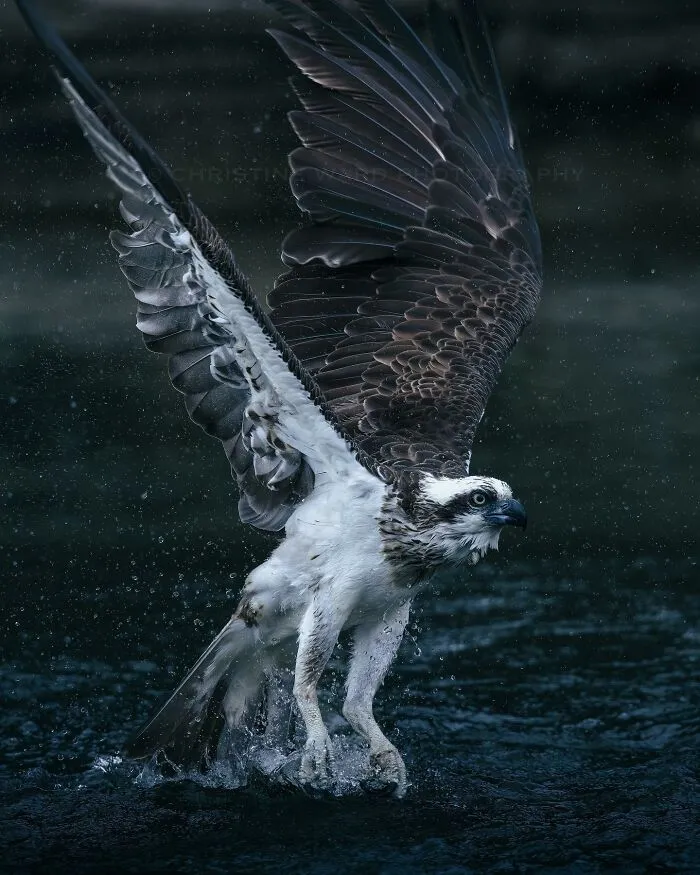 40 Mysterious And Intriguing Animal Photographs By Christine Ward