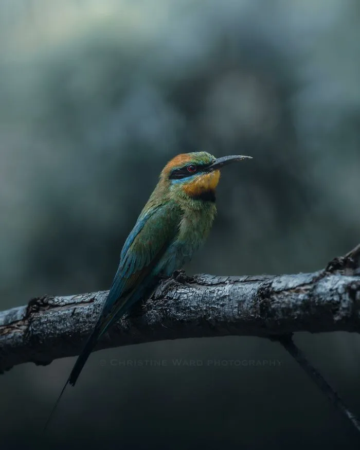 40 Mysterious And Intriguing Animal Photographs By Christine Ward