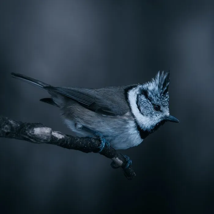 40 Mysterious And Intriguing Animal Photographs By Christine Ward