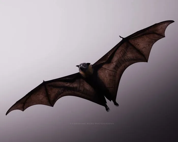 40 Mysterious And Intriguing Animal Photographs By Christine Ward