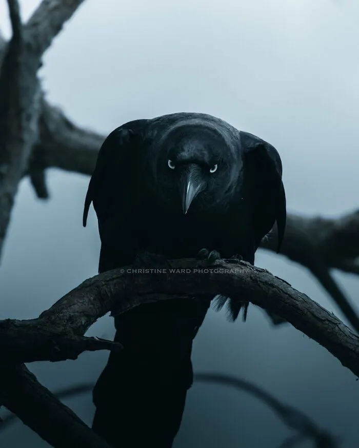 40 Mysterious And Intriguing Animal Photographs By Christine Ward