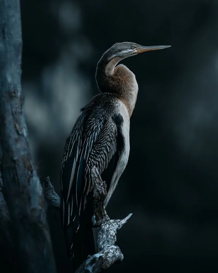 40 Mysterious And Intriguing Animal Photographs By Christine Ward