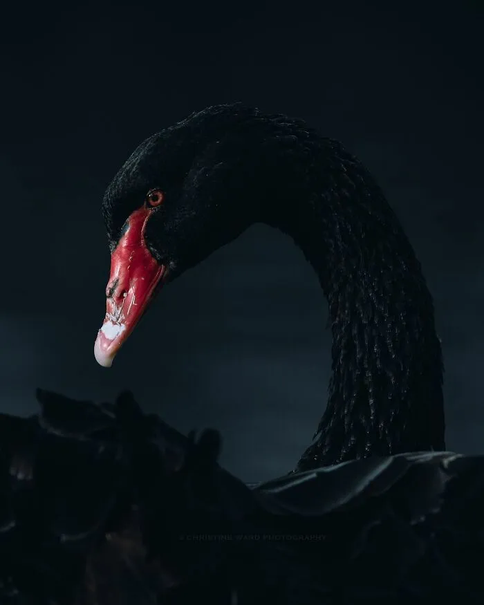 40 Mysterious And Intriguing Animal Photographs By Christine Ward