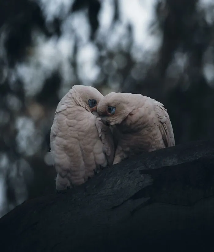 40 Mysterious And Intriguing Animal Photographs By Christine Ward