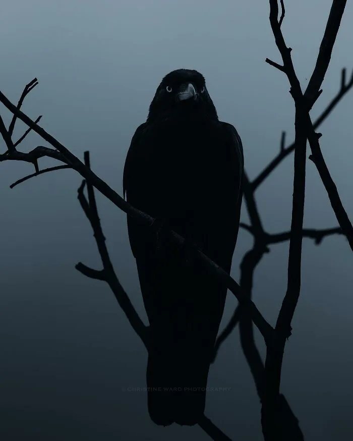 40 Mysterious And Intriguing Animal Photographs By Christine Ward