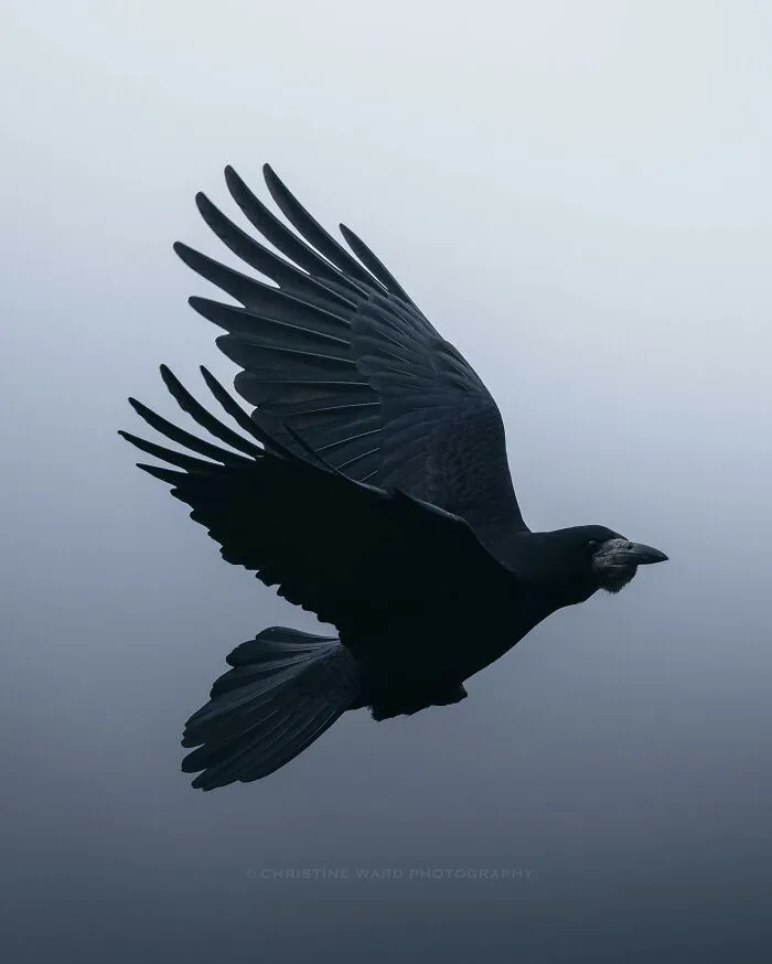 40 Mysterious And Intriguing Animal Photographs By Christine Ward