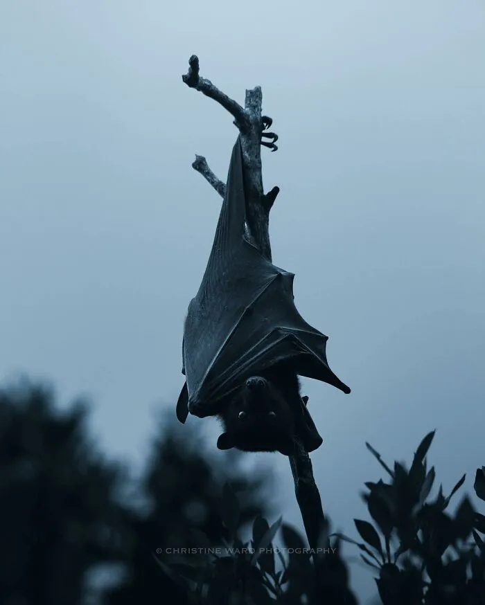 40 Mysterious And Intriguing Animal Photographs By Christine Ward
