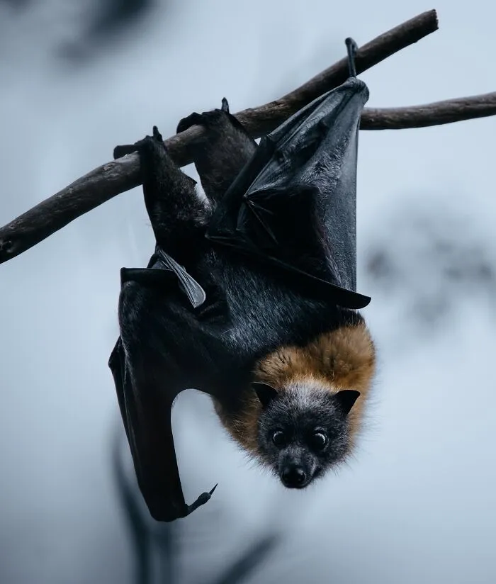 40 Mysterious And Intriguing Animal Photographs By Christine Ward