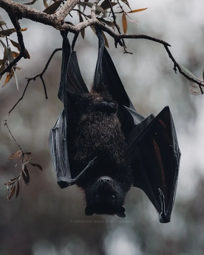 40 Mysterious And Intriguing Animal Photographs By Christine Ward