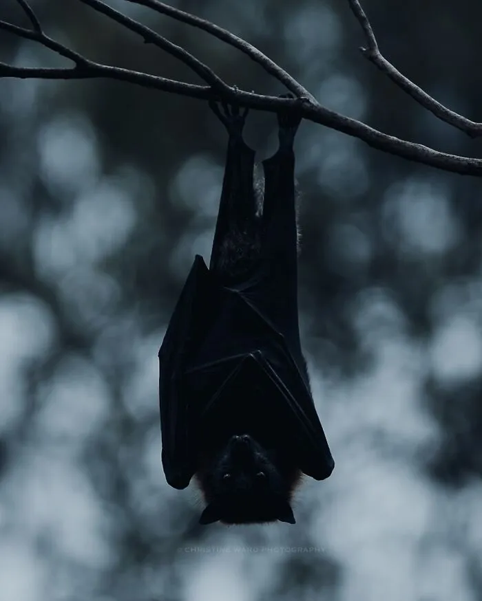 40 Mysterious And Intriguing Animal Photographs By Christine Ward