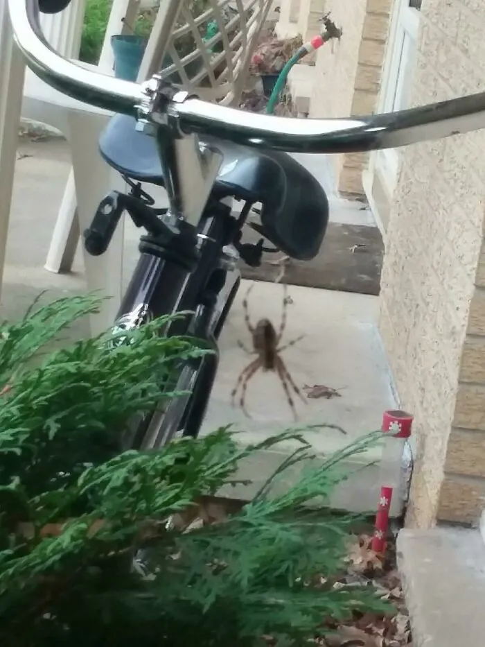 This Spider/Decedants Hang At This Exact Spot Every Summer For The Last 10 Years