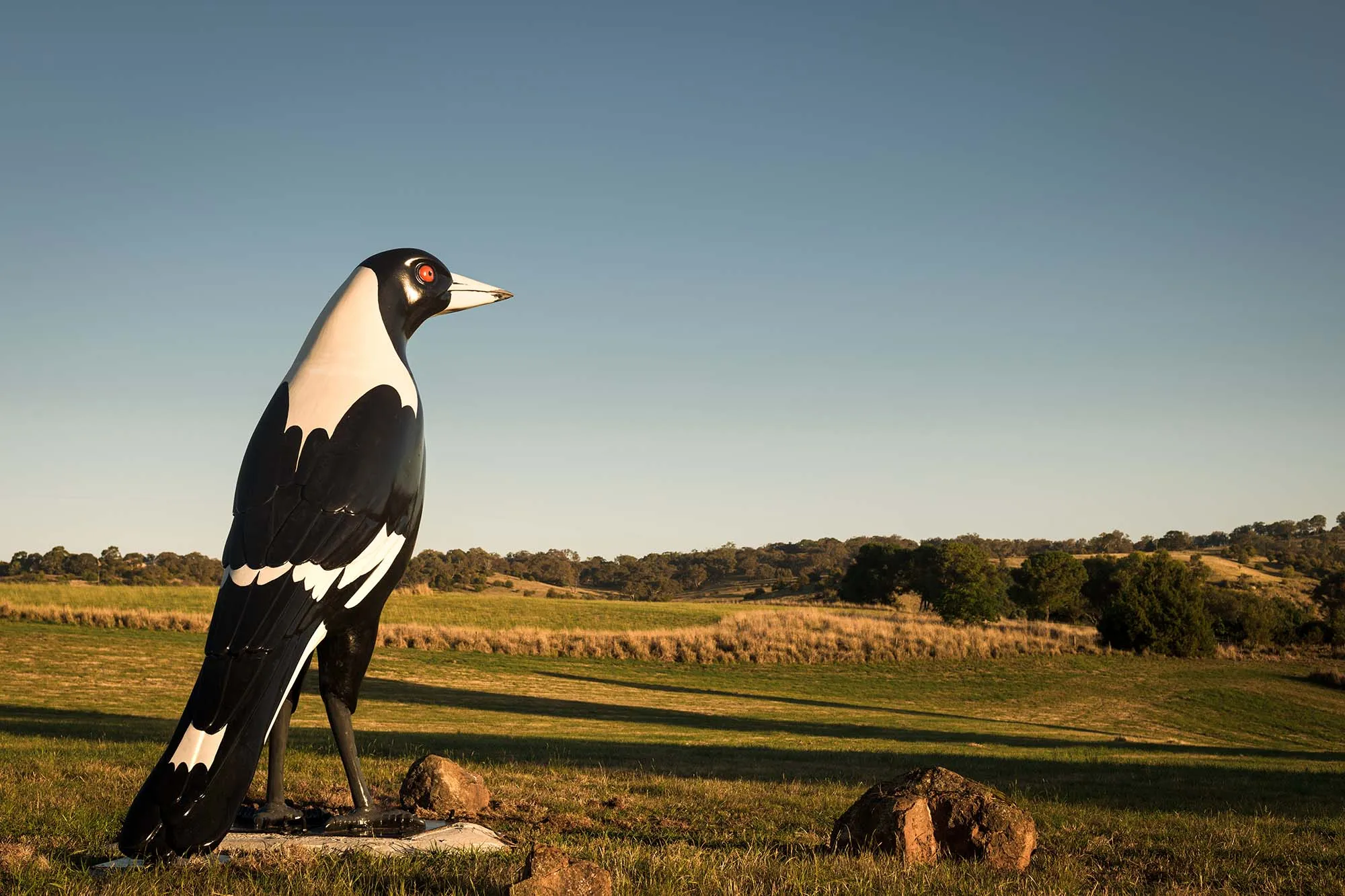 'riverside Magpie'