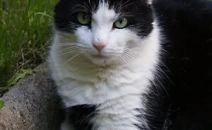 Hey Pandas, Post A Picture Of A Pet That Is No Longer With Us