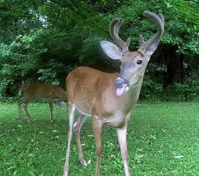 Not My Pet, Just A Back Yard Visitor. But One Heck Of A Blep
