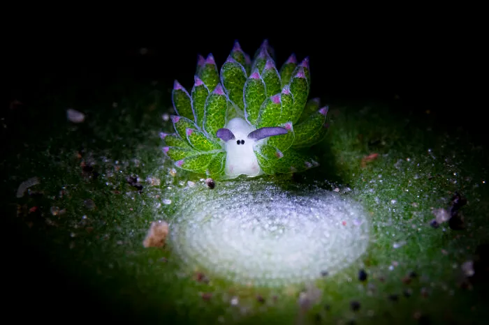 2nd Place In Nudibranchs: "Cutie Guardian" By Yen-Po Huang