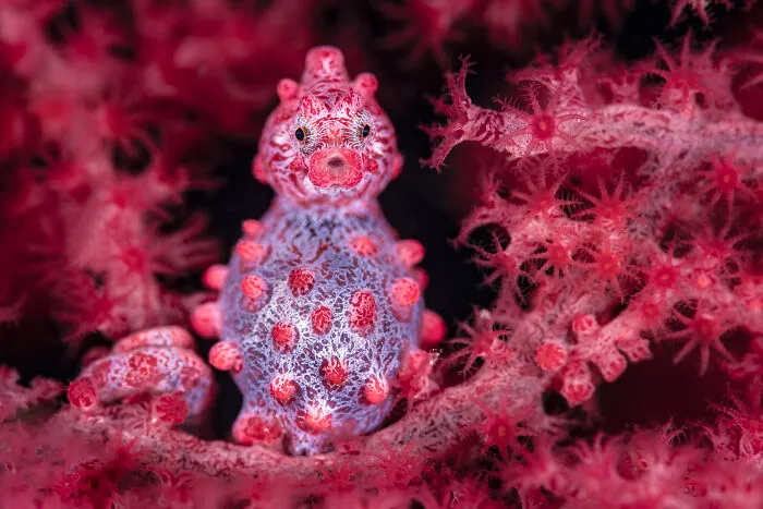 2nd Place In Macro Category: "Pygmy Poser" By Byron Conroy