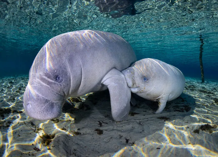 2nd Place In Marine Life Behavior: "Mother's Day" By Josh Raia